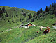 Foto 3 zur Tour: Rundwanderung Ellmautal-Almensteig von Alm zu Alm
